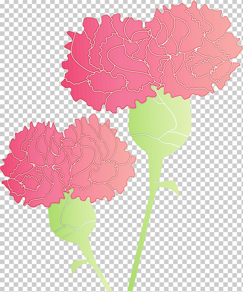 Pink Flower Carnation Plant Leaf PNG, Clipart, Carnation, Cornales, Cut Flowers, Dianthus, Flower Free PNG Download