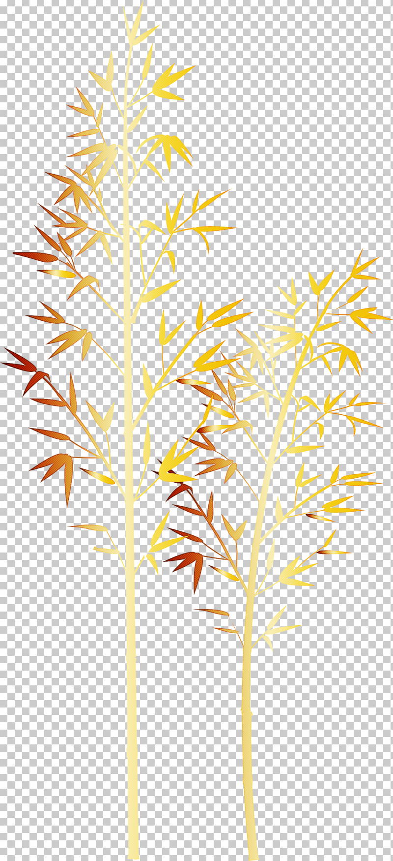 Bamboo Leaf PNG, Clipart, Bamboo, Grass, Grass Family, Leaf, Plant Free PNG Download