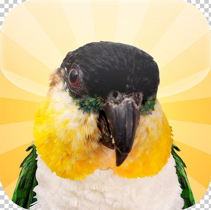 Beak Parrot Close-up PNG, Clipart, Animals, App, Beak, Beatbox, Bird Free PNG Download