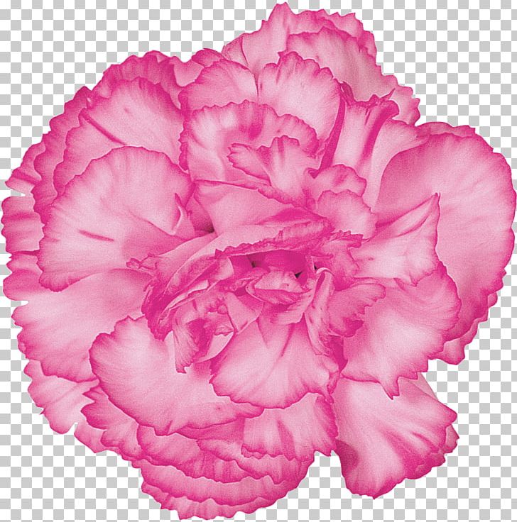 Carnation Cut Flowers Purple Red PNG, Clipart, Begonia, Carnation, Color, Cut Flowers, Dianthus Free PNG Download
