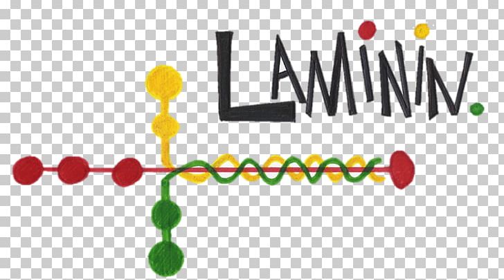 Laminin 111 Integrin Basement Membrane Laminin PNG, Clipart, Area, Basement Membrane, Brand, Cell Biology, Cell Membrane Free PNG Download