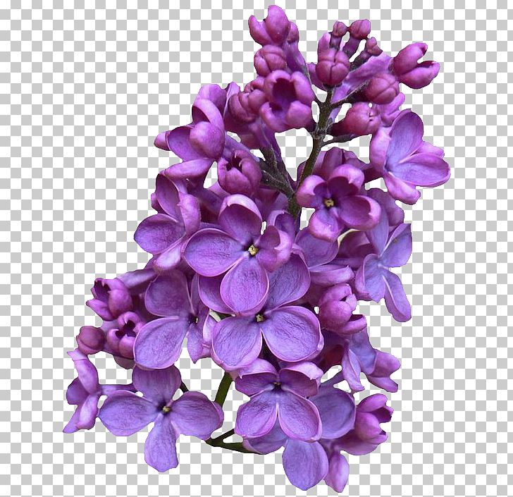 Common Lilac PNG, Clipart, Chinese Lilac, Clipart, Clip Art, Color, Common Lilac Free PNG Download