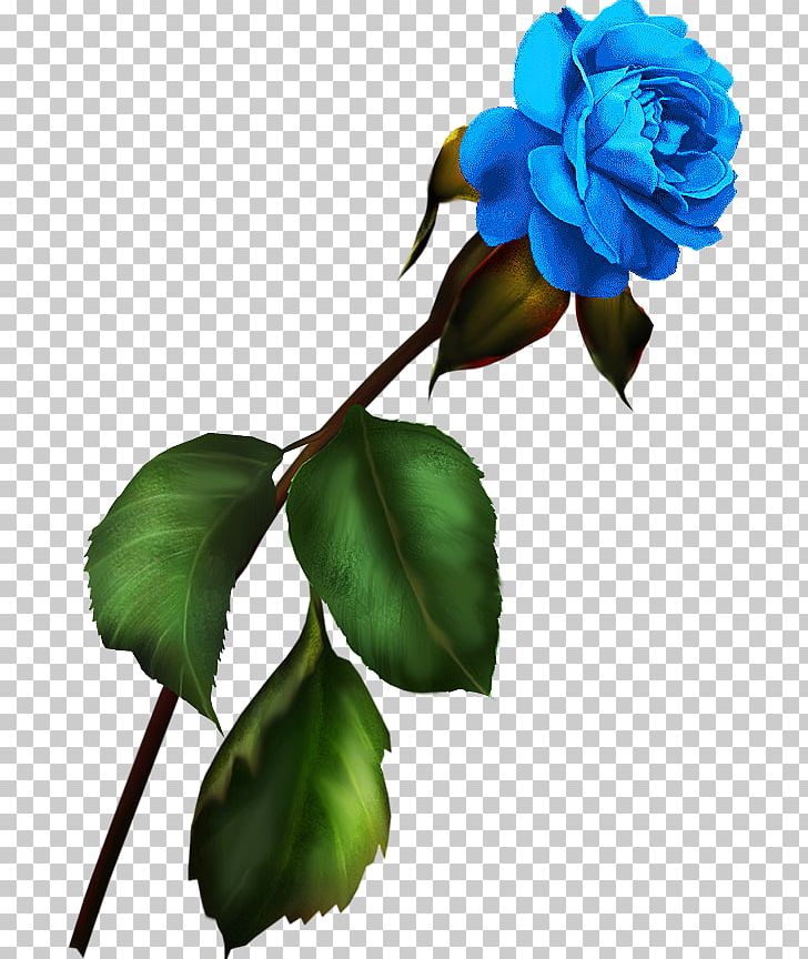 Garden Roses Blue Rose Flower PNG, Clipart, Blue, Blue Rose, Branch, Drawing, Dyeing Free PNG Download