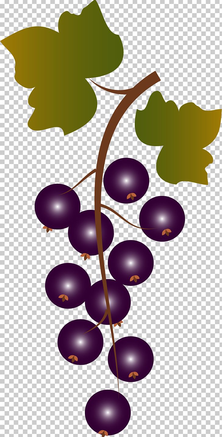 Grape Fruit Purple PNG, Clipart, Black Grapes, Bunch, Bunch Of Flowers, Bunch Of Grapes, Canopy Free PNG Download