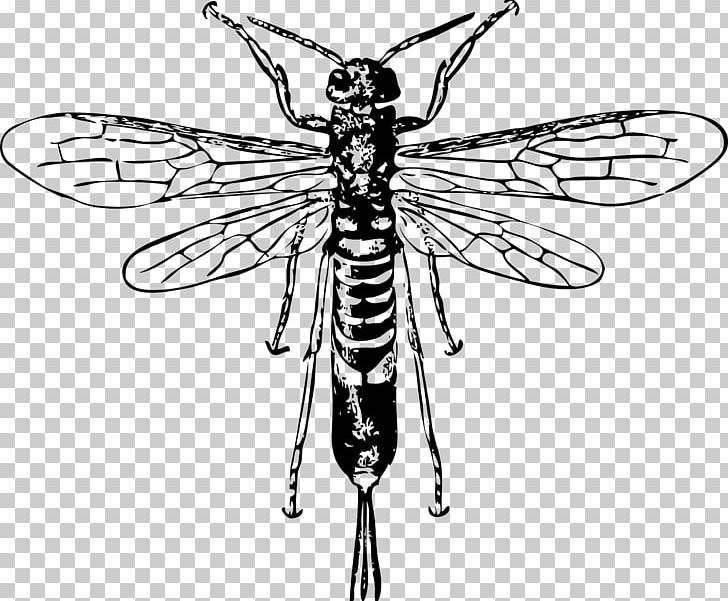 Hornet Bee Insect Horntail PNG, Clipart, Arthropod, Artwork, Baldfaced Hornet, Bee, Black And White Free PNG Download