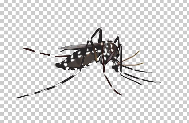 Yellow Fever Mosquito Insect Dengue PNG, Clipart, Arthropod, Biology, Black And White, Chikungunya Virus Infection, Dengue Free PNG Download