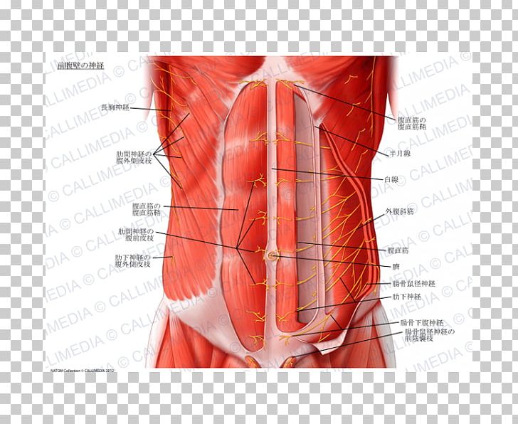 Abdominal Wall Rectus Abdominis Muscle Abdomen Transverse Abdominal Muscle Nerve PNG, Clipart, Abdomen, Abdominal Wall, Anatomy, Appareil Digestif, Arm Free PNG Download