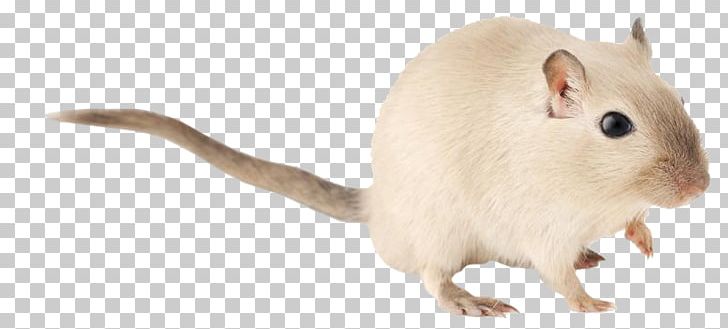 Gerbil Rat Hamster Rodent Mouse PNG, Clipart, Animal, Animal Figure, Animals, Cute, Cute Little Free PNG Download