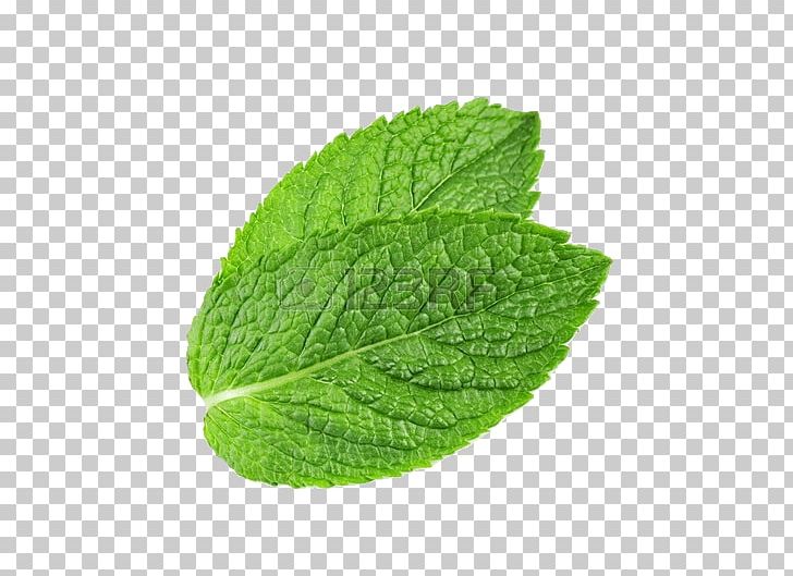 Peppermint Mentha Spicata Water Mint Mentha Arvensis PNG, Clipart, Computer Icons, Herb, Herbalism, Leaf, Mentha Arvensis Free PNG Download