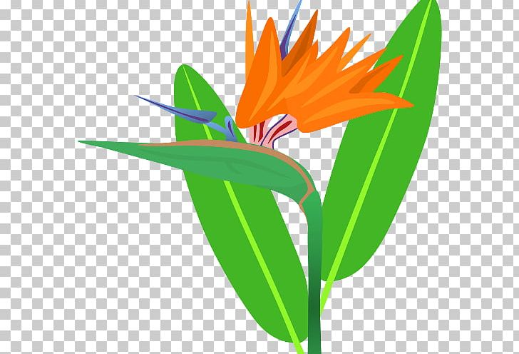 Petal Leaf Plant Stem PNG, Clipart, Bird, Bird Of Paradise, Cartoon, Flora, Flower Free PNG Download