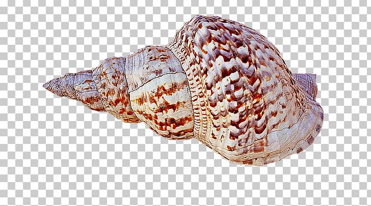 Caracola Seashell Conch PNG, Clipart, Animals, Caracola, Clams Oysters Mussels And Scallops, Cockle, Conch Free PNG Download