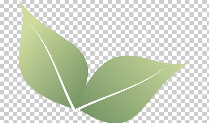 Leaf PNG, Clipart, Angle, Art, Autumn Leaf Color, Drawing, Fern Free PNG Download