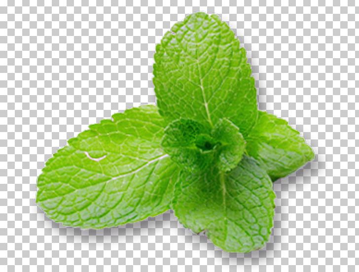 Peppermint Mentha Spicata Water Mint Menthol Leaf PNG, Clipart, Carminative, Extract, Food, Herb, Ingredients Free PNG Download