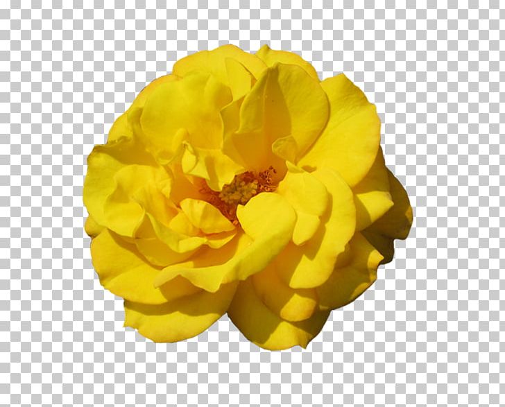 Rose Desktop Portable Network Graphics PNG, Clipart, Beige, Desktop Wallpaper, Download, Flower, Flowering Plant Free PNG Download