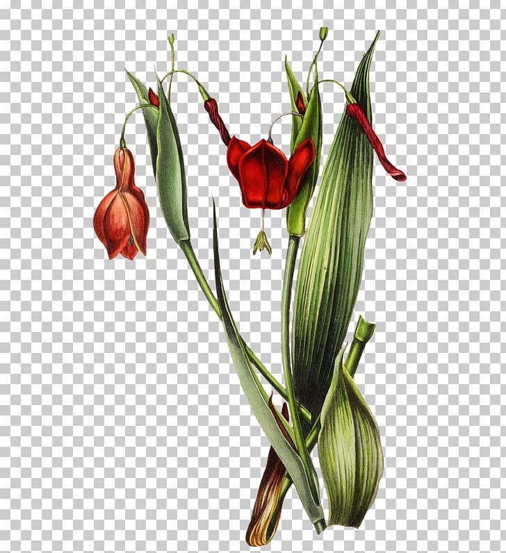 Floral Design Botanical Garden Jersey Lily Palmengarten PNG, Clipart, Amaryllis, Amaryllis Belladonna, Botanical Garden, Botany, Bud Free PNG Download