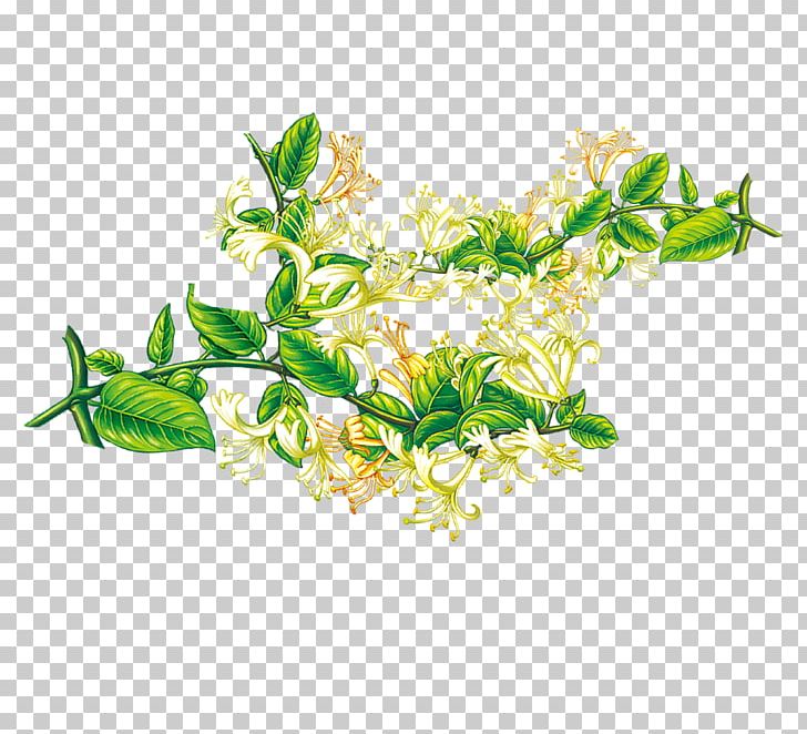 Honeysuckle Material PNG, Clipart, Branch, Chinese Herbology, Crude Drug, Design, Download Free PNG Download