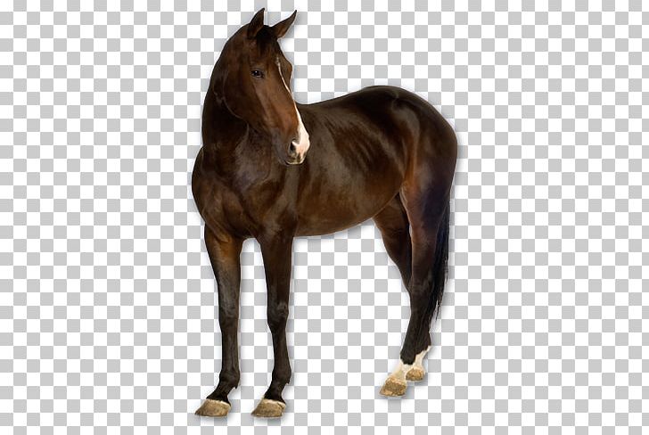 Horse PNG, Clipart, Horse Free PNG Download