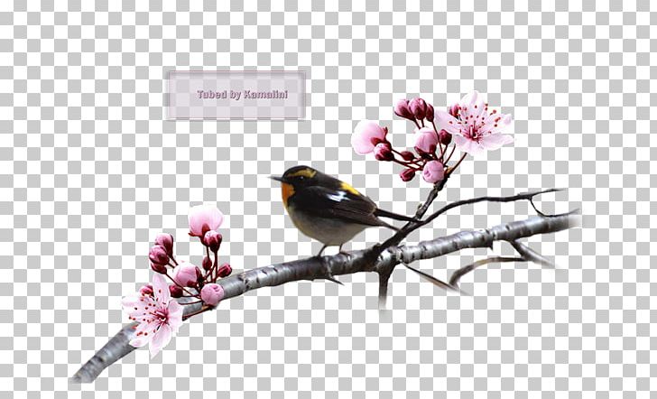 Cherry Blossom Finch ST.AU.150 MIN.V.UNC.NR AD Beak PNG, Clipart, Beak, Bird, Blossom, Branch, Cherry Free PNG Download