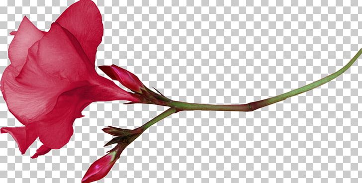 Garden Roses Cut Flowers Bud Plant Stem Twig PNG, Clipart, Branch, Bud, Chocolates, Closeup, Cut Flowers Free PNG Download