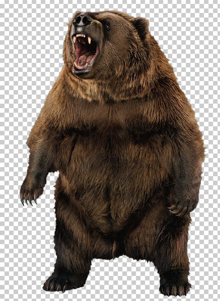 Grizzly Bear Portraits D'ours Brown Bear Bear Portraits PNG, Clipart, Brown Bear, Grizzly Bear, Portraits Free PNG Download