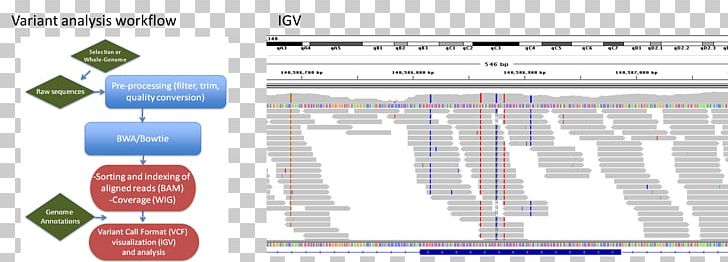 Massive Parallel Sequencing DNA Sequencing Phylogenetics Nucleic Acid Sequence Consensus Sequence PNG, Clipart, 16s Ribosomal Rna, Area, Cladogram, Consensus Sequence, Coverage Free PNG Download