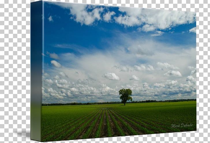 Photography Desktop Light PNG, Clipart, Cloud, Computer Wallpaper, Corn Field, Crop, Desktop Wallpaper Free PNG Download