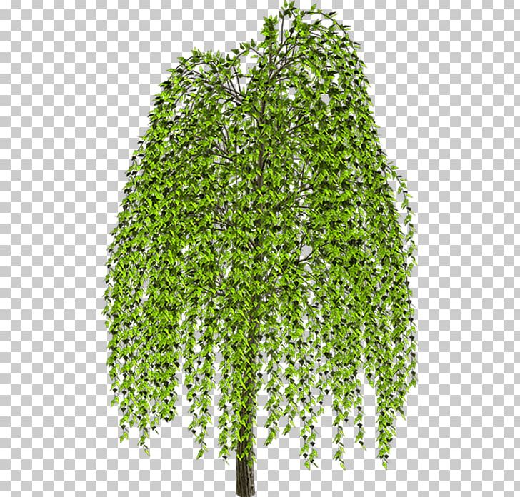 Weeping Willow Tree Drawing PNG, Clipart, Branch, Desktop Wallpaper, Drawing, Evergreen, Grass Free PNG Download