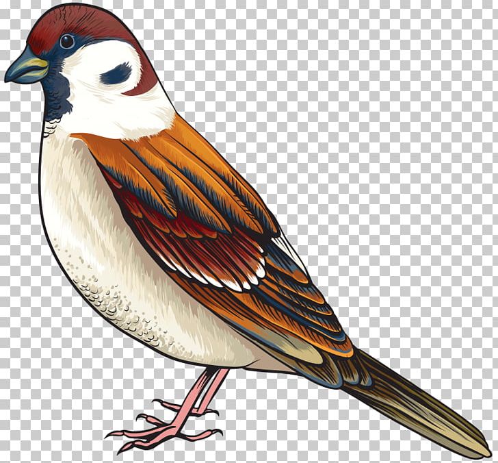 Bird Finch PNG, Clipart, Animals, Beak, Bird, Bird Clipart, Cuckoos Free PNG Download