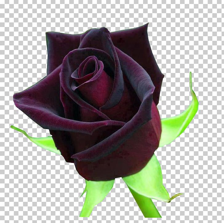 Blue Rose Flower Hybrid Tea Rose Black Rose PNG, Clipart,  Free PNG Download