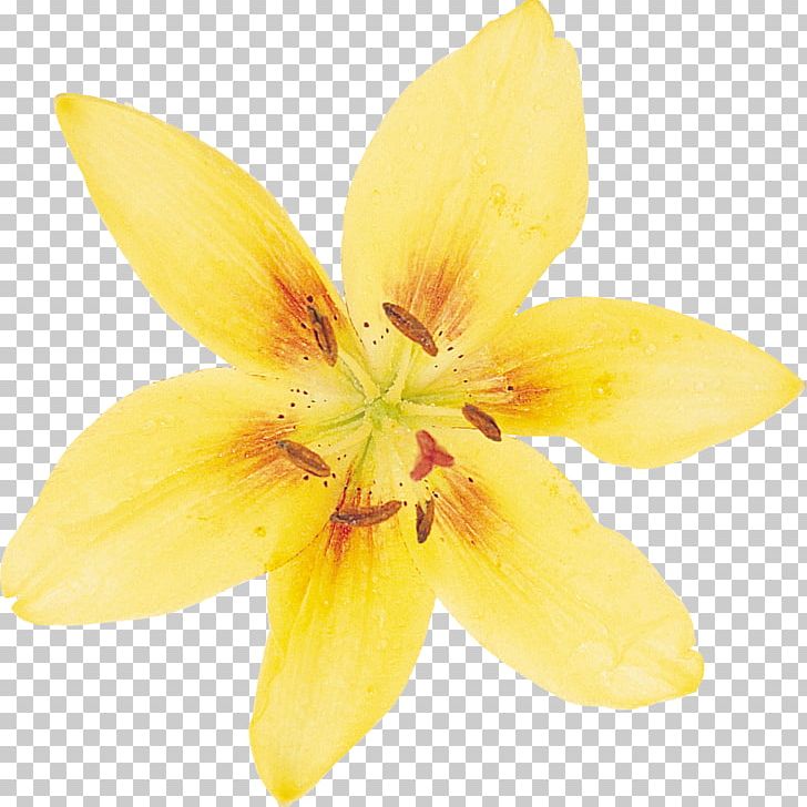 Daffodil Flower Desktop Lilium PNG, Clipart, Blume, Botanical Illustration, Botany, Daffodil, Desktop Wallpaper Free PNG Download