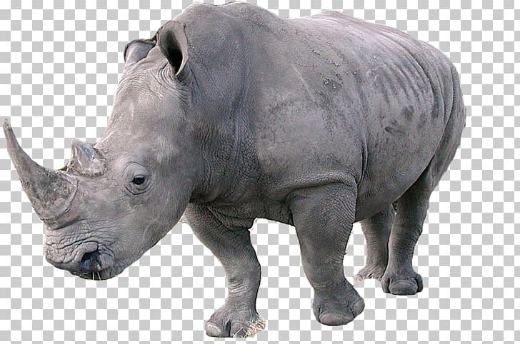 Javan Rhinoceros Northern White Rhinoceros Southern White Rhinoceros Indian Rhinoceros PNG, Clipart, Animals, Black Rhinoceros, Endangered Species, Fauna, Free Free PNG Download