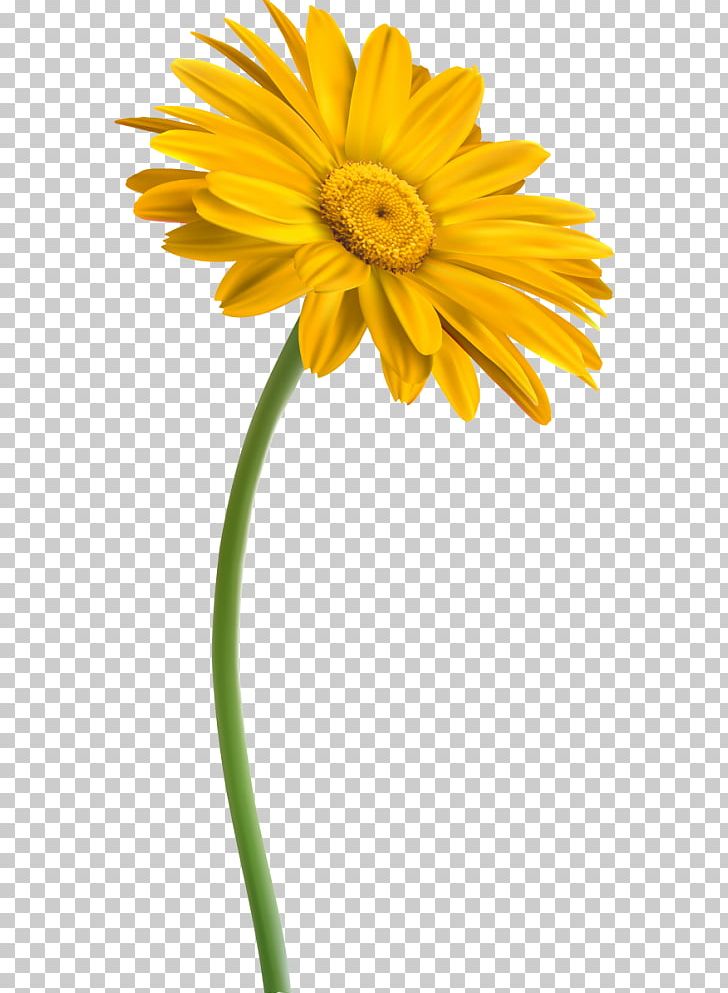 Transvaal Daisy Yellow Green PNG, Clipart, Ball, Camomile, Chrysanthemum, Chrysanths, Cut Flowers Free PNG Download