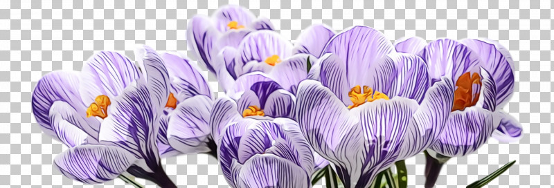Lavender PNG, Clipart, Cretan Crocus, Crocus, Cut Flowers, Flower, Iris Free PNG Download