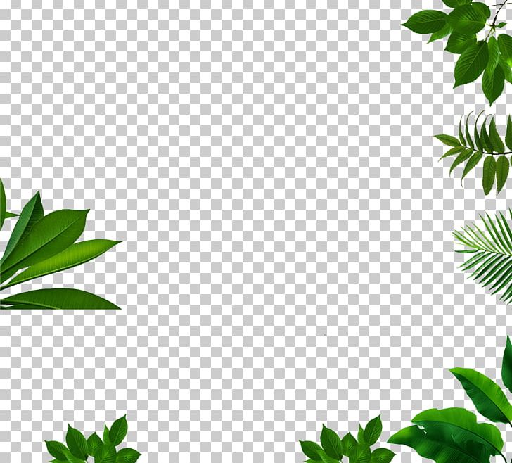 Leaf Maple Leaf Branch PNG, Clipart, Adobe Systems, Background Green, Border Texture, Branch, Coreldraw Free PNG Download