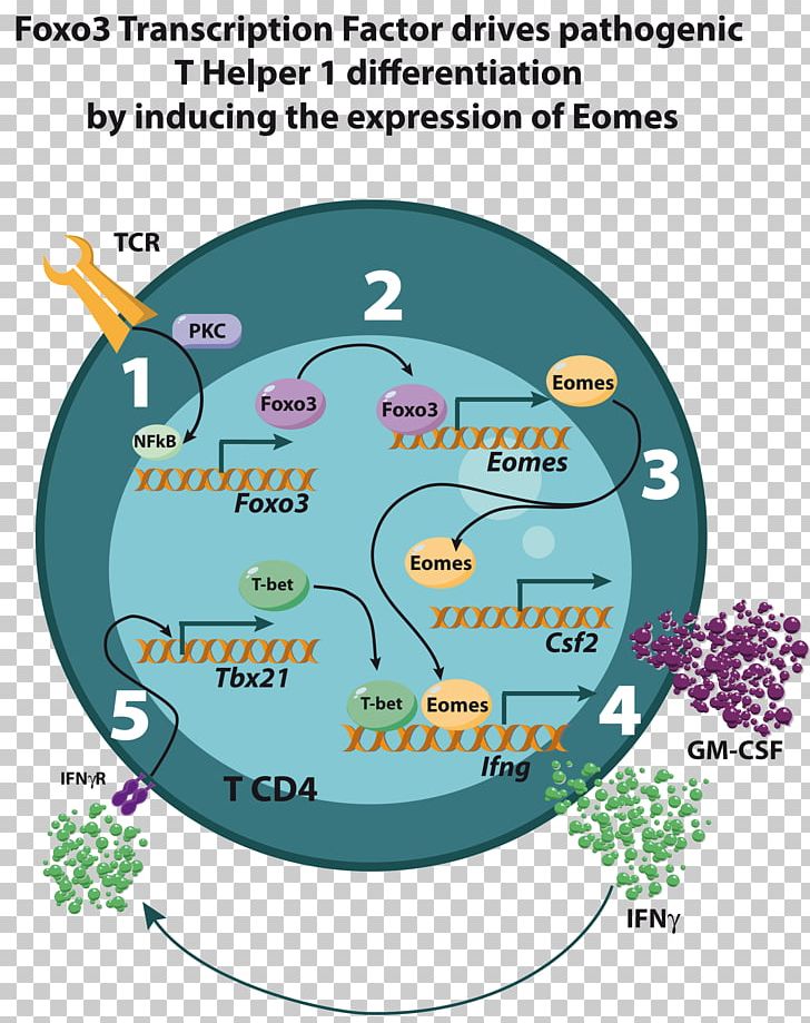 Immunology Société Française D'immunologie Research T Cell Interferon Gamma PNG, Clipart,  Free PNG Download