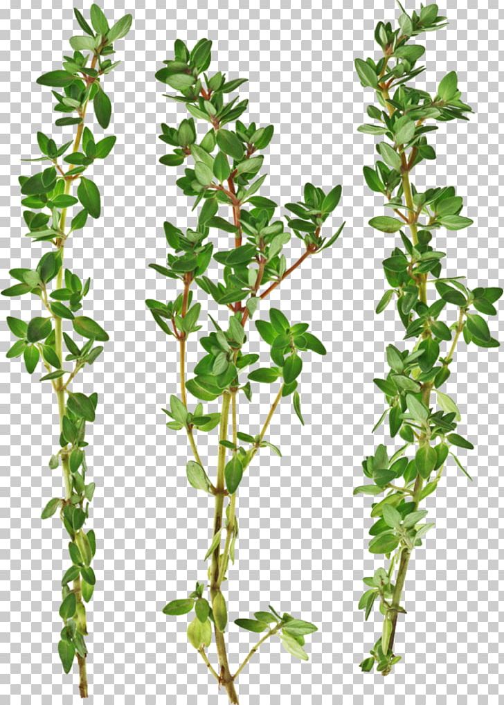 Thymus Citriodorus Garden Thyme Irish Stew Herb Vegetable PNG, Clipart, Branch, Condiment, Cuisine, Food Drinks, Fruit Free PNG Download