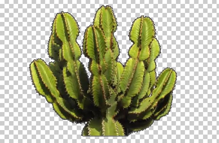 Cactaceae Computer Icons PNG, Clipart, Acanthocereus, Acanthocereus Tetragonus, Biome, Cactaceae, Cactus Free PNG Download