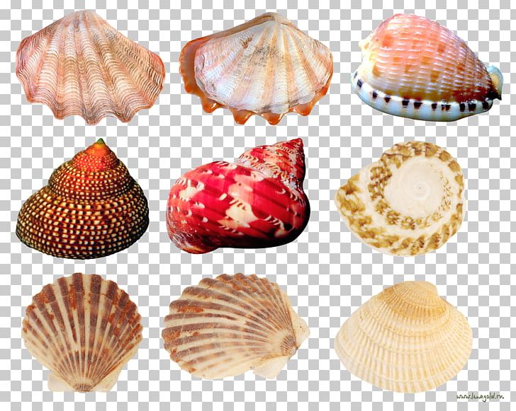 Cockle Seashell Conchology PNG, Clipart, Adobe Premiere Pro, Bivalvia, Clam, Clams Oysters Mussels And Scallops, Conch Free PNG Download