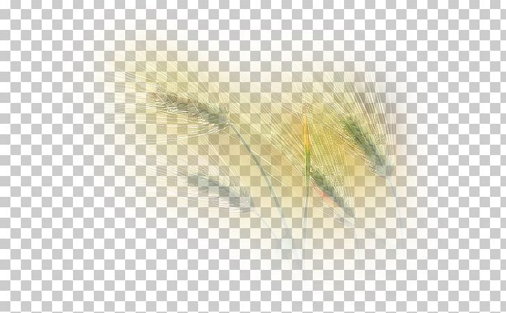Leaf Ukraine Painting Drawing PNG, Clipart, Branch, Closeup, Commodity, Drawing, Emmer Free PNG Download