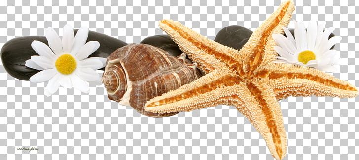 Starfish Seashell PNG, Clipart, Animals, Beach, Body Jewelry, Brittle Star, Computer Icons Free PNG Download