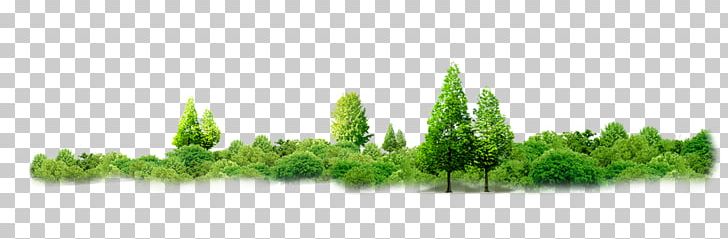 Thailand Tree Sufficiency Economy Forest PNG, Clipart, Bhumibol Adulyadej, Corner, Food, Forest, Forest Animals Free PNG Download