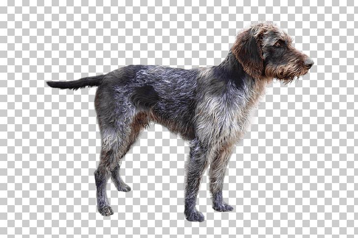 Wirehaired Pointing Griffon German Wirehaired Pointer Český Fousek Picardy Spaniel Deutsch Stichelhaar PNG, Clipart, Breed, Briquet Griffon Vendeen, Carnivoran, Dog, Dog Breed Free PNG Download