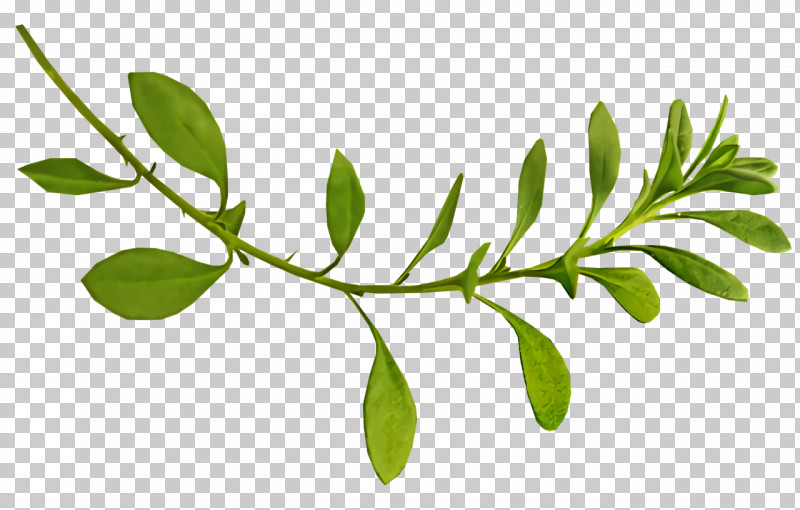 Leaf Plant Stem Twig Tree Herb PNG, Clipart, Biology, Herb, Leaf, Plants, Plant Stem Free PNG Download