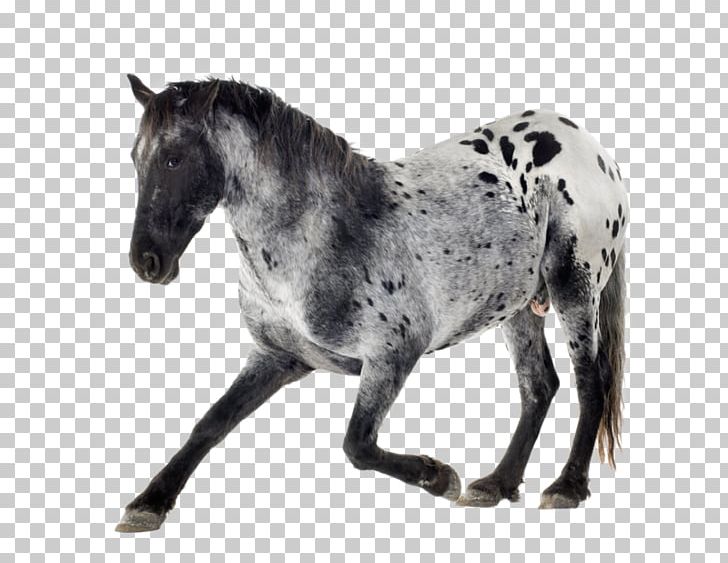 Appaloosa Arabian Horse Mare Gray Equestrian PNG, Clipart, Arabian Horse, Background, Black, Colt, Equestrian Free PNG Download