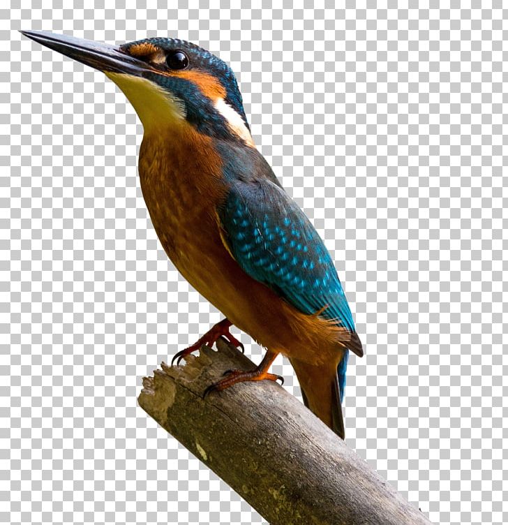 Common Kingfisher Painting Art PNG, Clipart, Alcedo, Art, Artist, Beak, Belted Kingfisher Free PNG Download