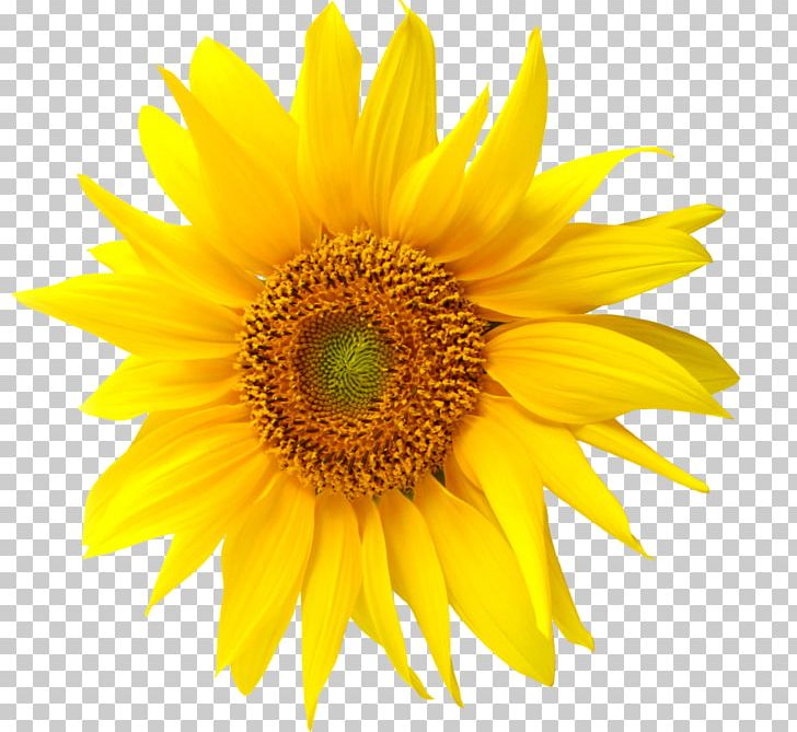 Common Sunflower Sunflower Seed Mexican Sunflower Lecithin PNG, Clipart, Annual Plant, Asterales, Common Sunflower, Daisy Family, Drawing Free PNG Download