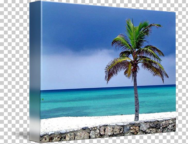 Caribbean Desktop Sea Frames Arecaceae PNG, Clipart, Arecaceae, Arecales, Caribbean, Computer, Computer Wallpaper Free PNG Download