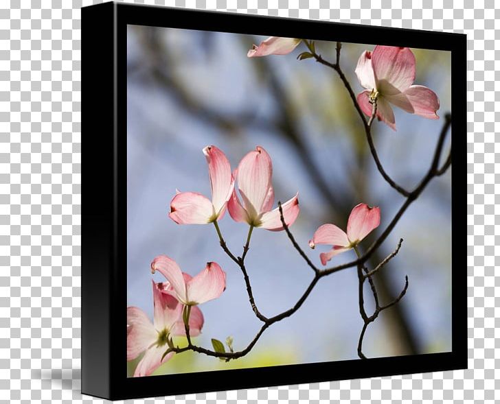 Cherry Blossom Spring Photography Frames PNG, Clipart, Blossom, Branch, Cherry, Cherry Blossom, Family Free PNG Download