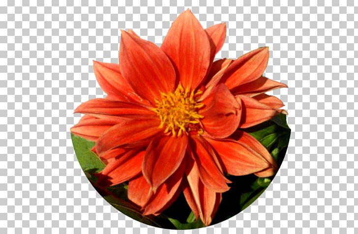 Flower Animation Dahlia PNG, Clipart, Animation, Annual Plant, Cicek, Cicek Resimleri, Cut Flowers Free PNG Download