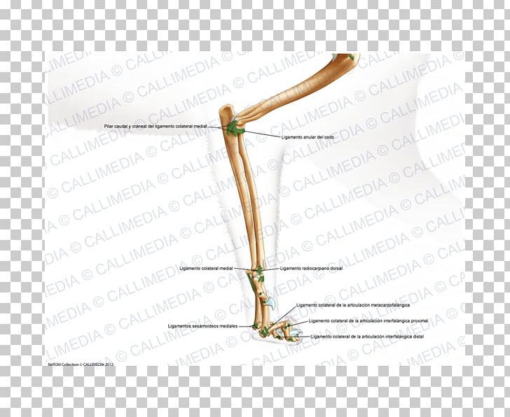 Forearm Elbow Ligament Hand PNG, Clipart, Anatomy, Angle, Arm, Bone, Carpal Bones Free PNG Download